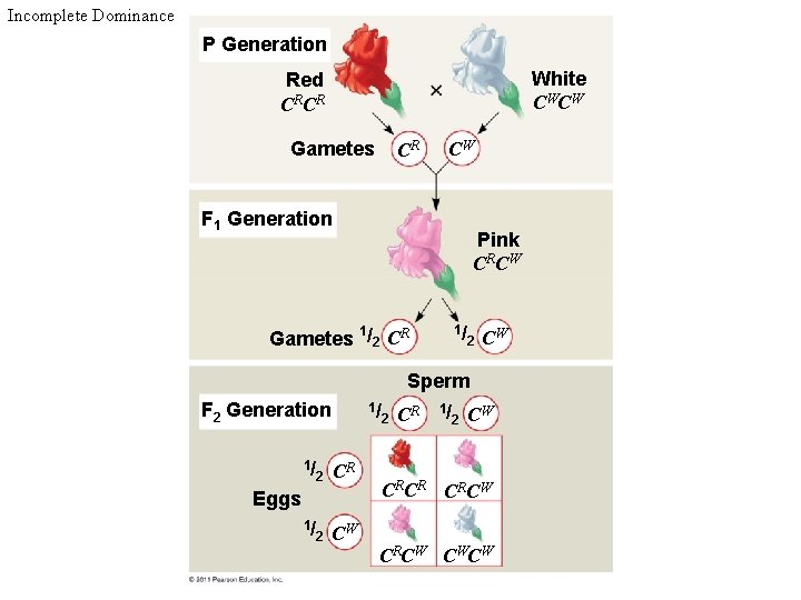 Incomplete Dominance P Generation White CW CW Red CRCR Gametes CR CW F 1