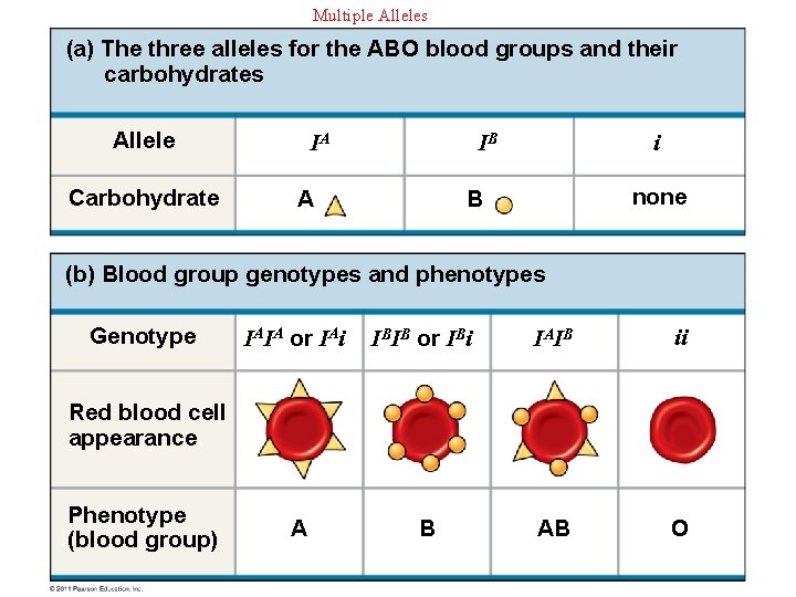 Multiple Alleles (a) The three alleles for the ABO blood groups and their carbohydrates