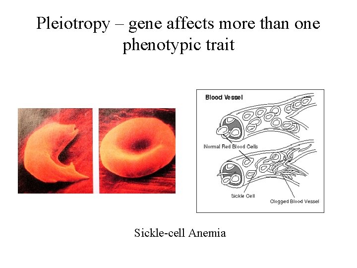 Pleiotropy – gene affects more than one phenotypic trait Sickle-cell Anemia 