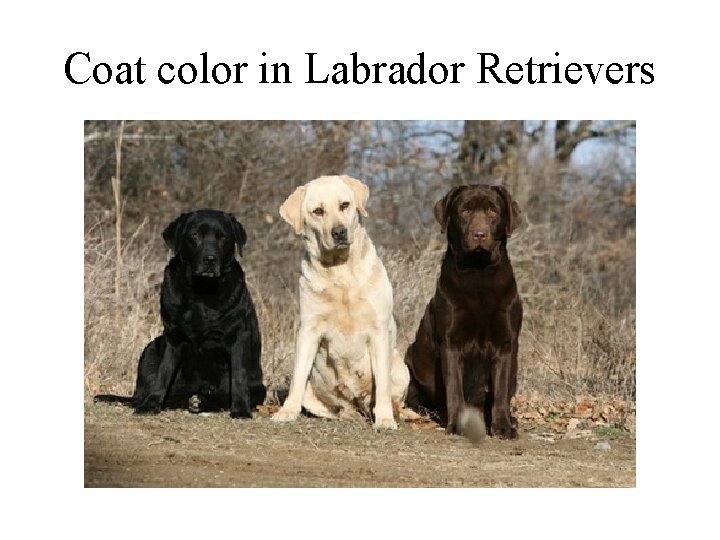 Coat color in Labrador Retrievers 