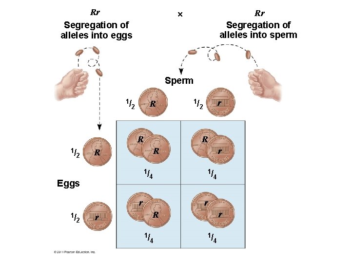 Rr Segregation of alleles into eggs Rr Segregation of alleles into sperm Sperm 1/