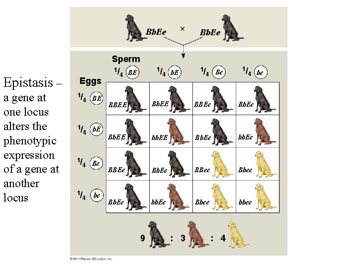 Bb. Ee Epistasis – a gene at one locus alters the phenotypic expression of