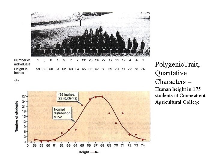 Polygenic. Trait, Quantative Characters – Human height in 175 students at Connecticut Agricultural College