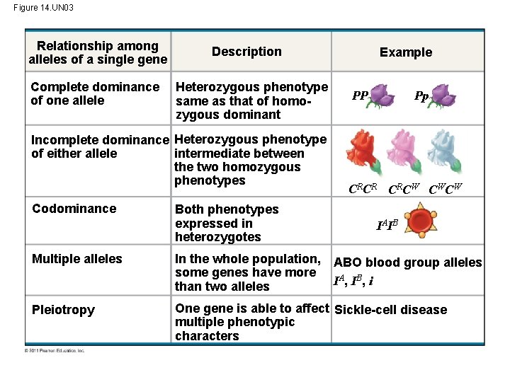 Figure 14. UN 03 Relationship among alleles of a single gene Complete dominance of