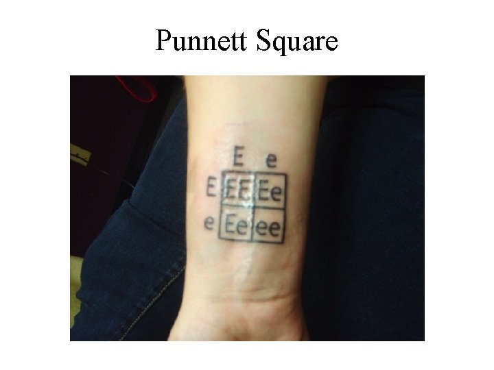 Punnett Square 