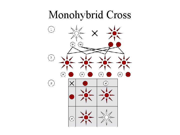 Monohybrid Cross 