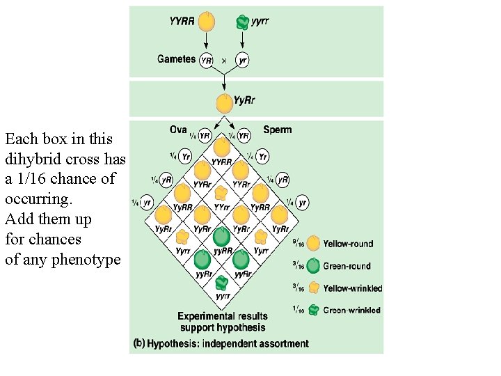 Each box in this dihybrid cross has a 1/16 chance of occurring. Add them