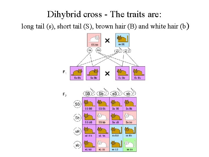 Dihybrid cross - The traits are: long tail (s), short tail (S), brown hair