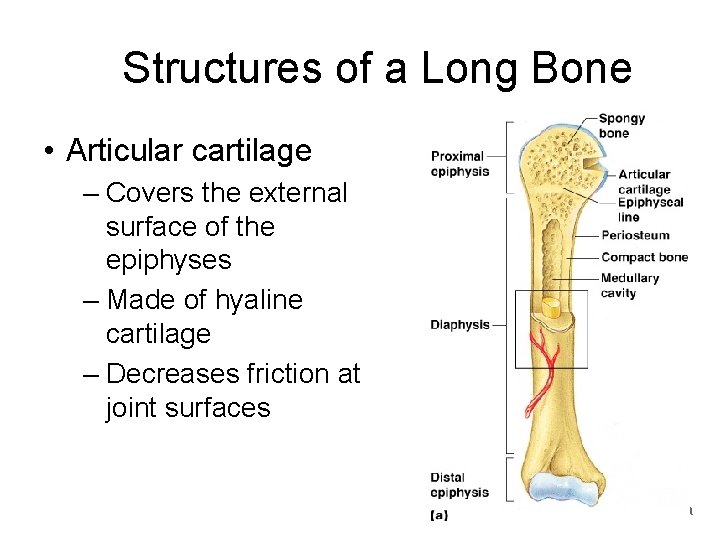 Structures of a Long Bone • Articular cartilage – Covers the external surface of