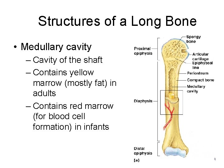Structures of a Long Bone • Medullary cavity – Cavity of the shaft –