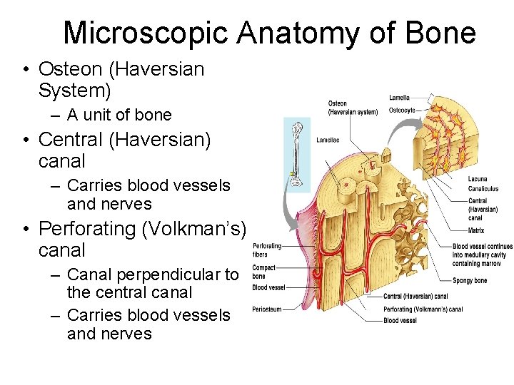 Microscopic Anatomy of Bone • Osteon (Haversian System) – A unit of bone •