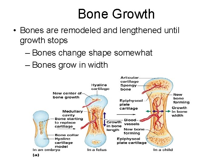 Bone Growth • Bones are remodeled and lengthened until growth stops – Bones change