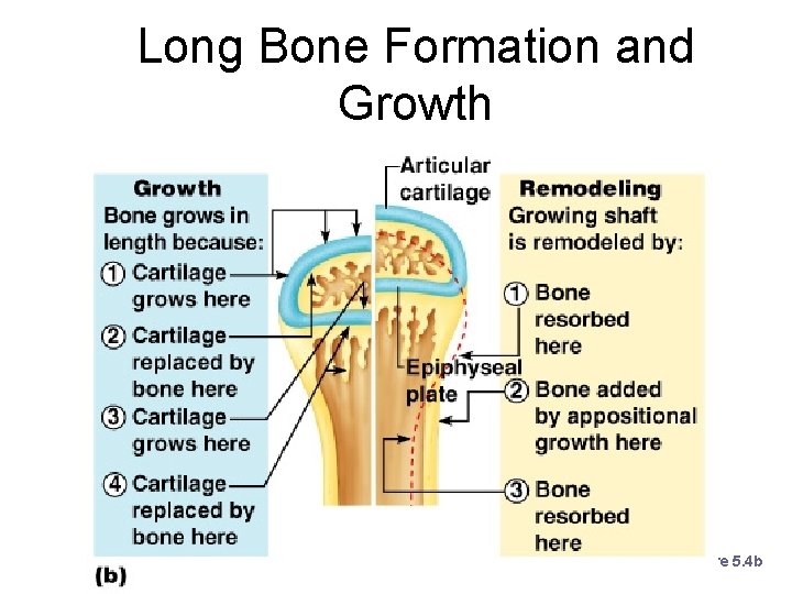 Long Bone Formation and Growth Figure 5. 4 b 