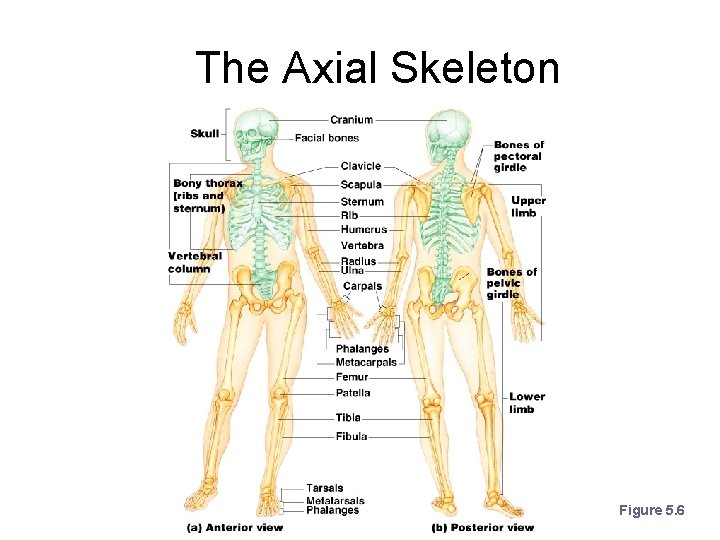 The Axial Skeleton Figure 5. 6 