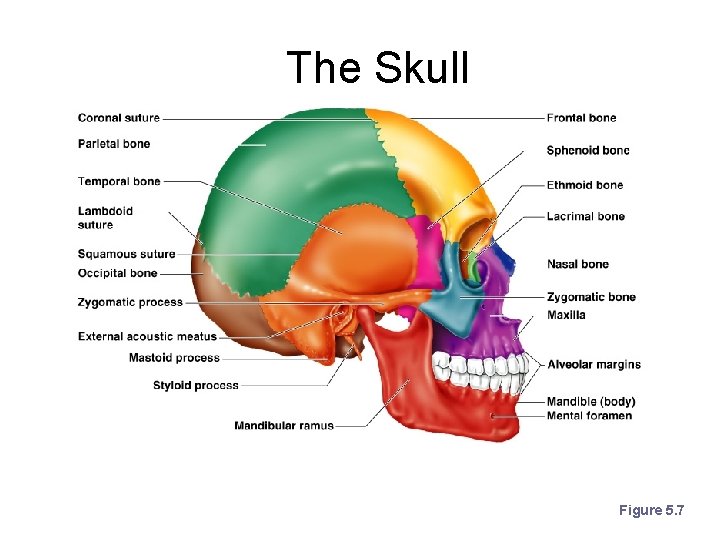 The Skull Figure 5. 7 