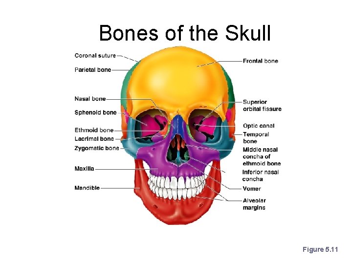 Bones of the Skull Figure 5. 11 