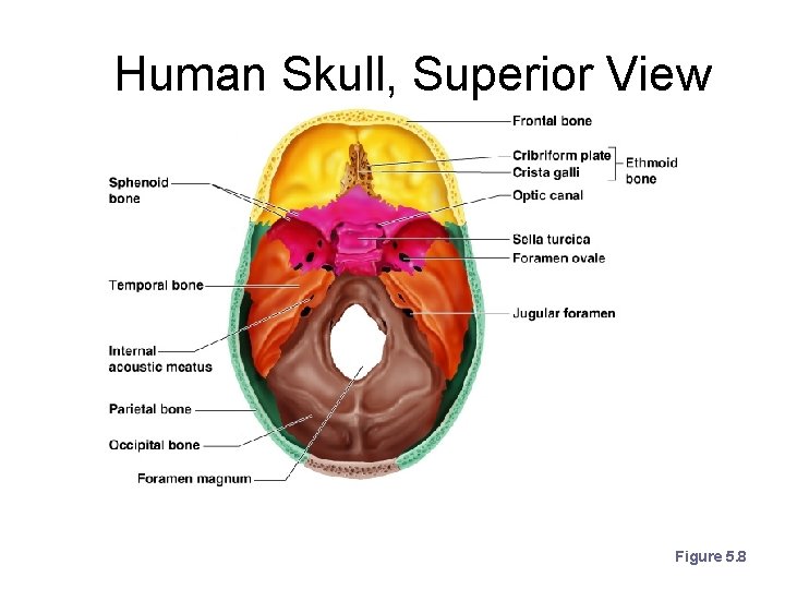 Human Skull, Superior View Figure 5. 8 