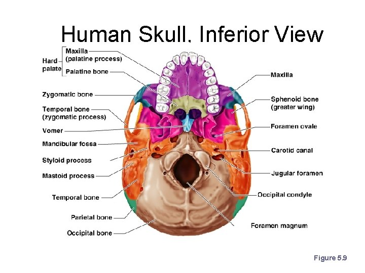 Human Skull, Inferior View Figure 5. 9 