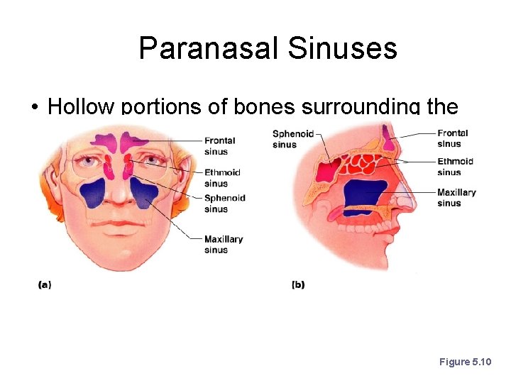 Paranasal Sinuses • Hollow portions of bones surrounding the nasal cavity Figure 5. 10