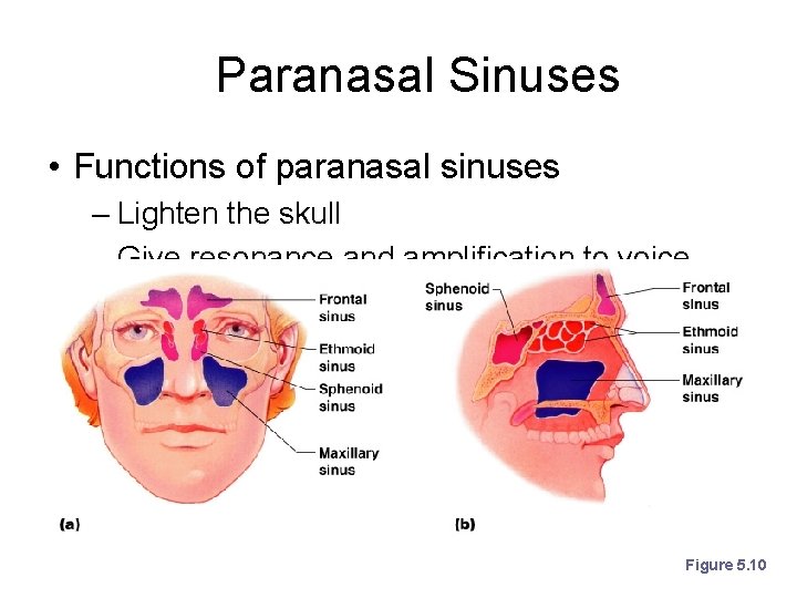 Paranasal Sinuses • Functions of paranasal sinuses – Lighten the skull – Give resonance