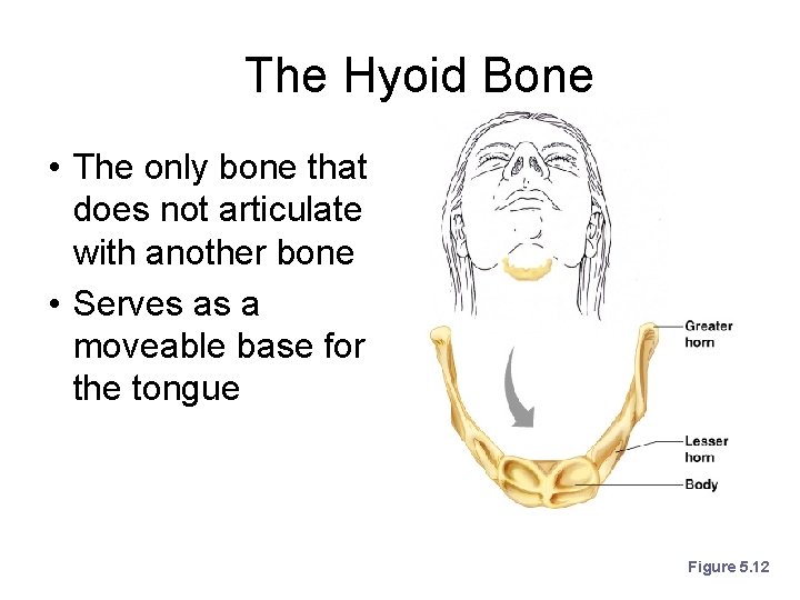The Hyoid Bone • The only bone that does not articulate with another bone