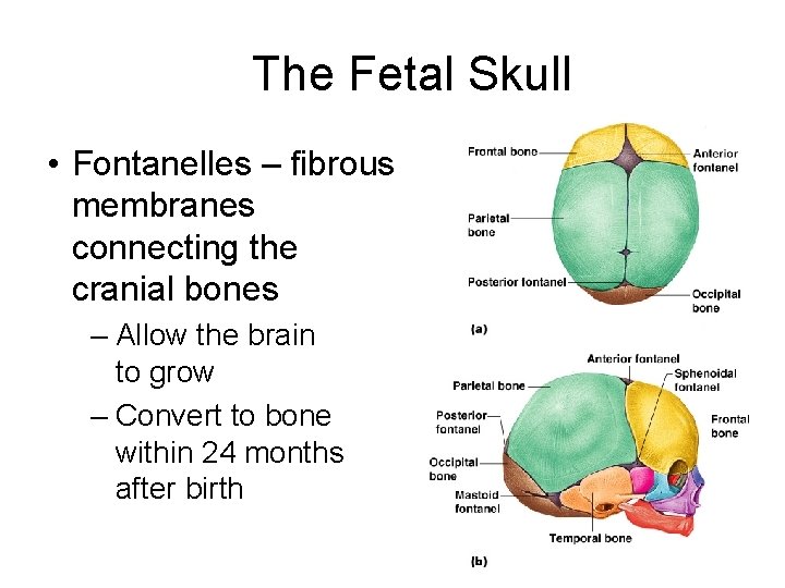 The Fetal Skull • Fontanelles – fibrous membranes connecting the cranial bones – Allow