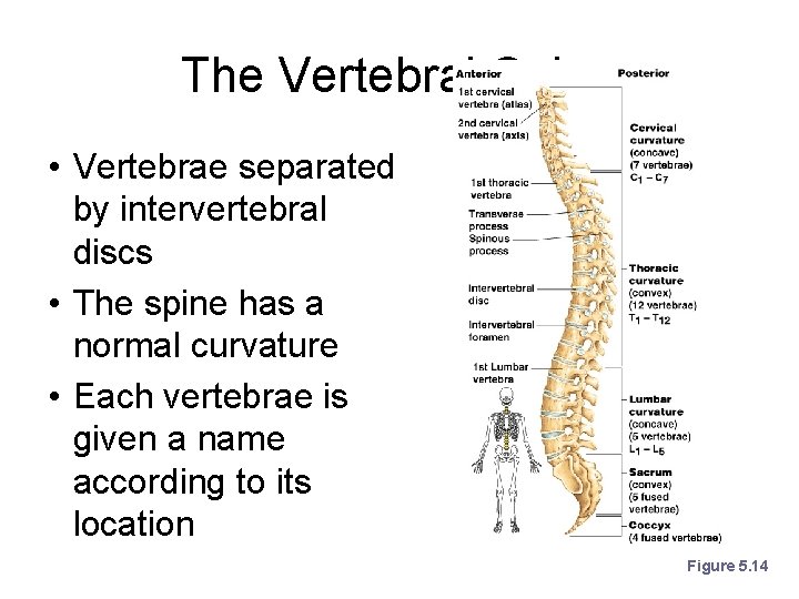 The Vertebral Column • Vertebrae separated by intervertebral discs • The spine has a