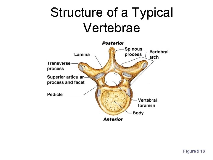 Structure of a Typical Vertebrae Figure 5. 16 