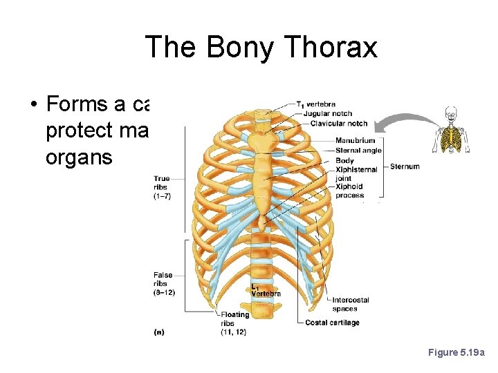 The Bony Thorax • Forms a cage to protect major organs Figure 5. 19