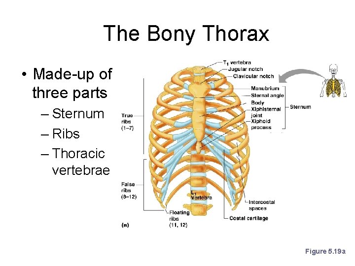 The Bony Thorax • Made-up of three parts – Sternum – Ribs – Thoracic
