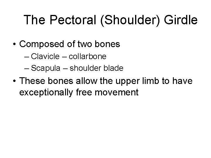 The Pectoral (Shoulder) Girdle • Composed of two bones – Clavicle – collarbone –