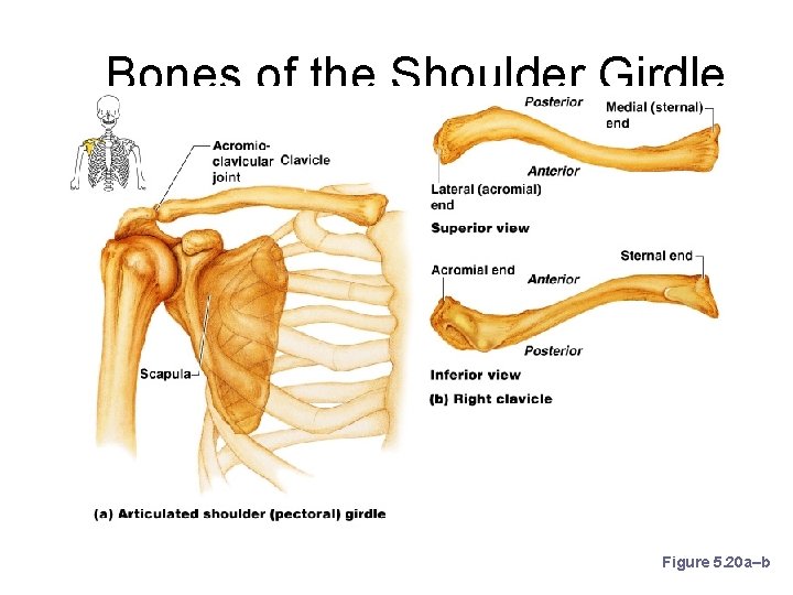 Bones of the Shoulder Girdle Figure 5. 20 a–b 