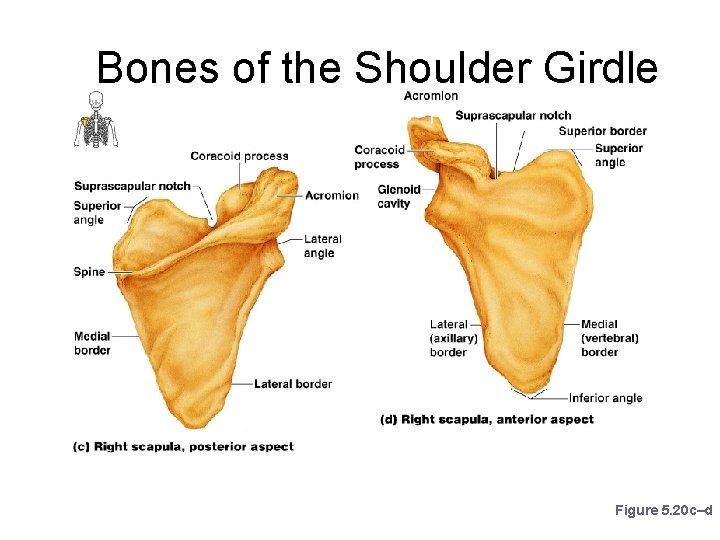 Bones of the Shoulder Girdle Figure 5. 20 c–d 