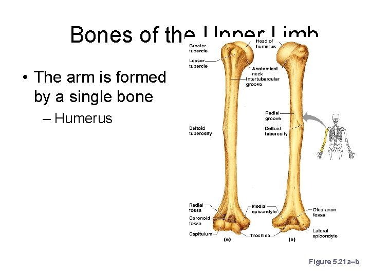 Bones of the Upper Limb • The arm is formed by a single bone
