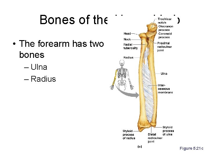 Bones of the Upper Limb • The forearm has two bones – Ulna –