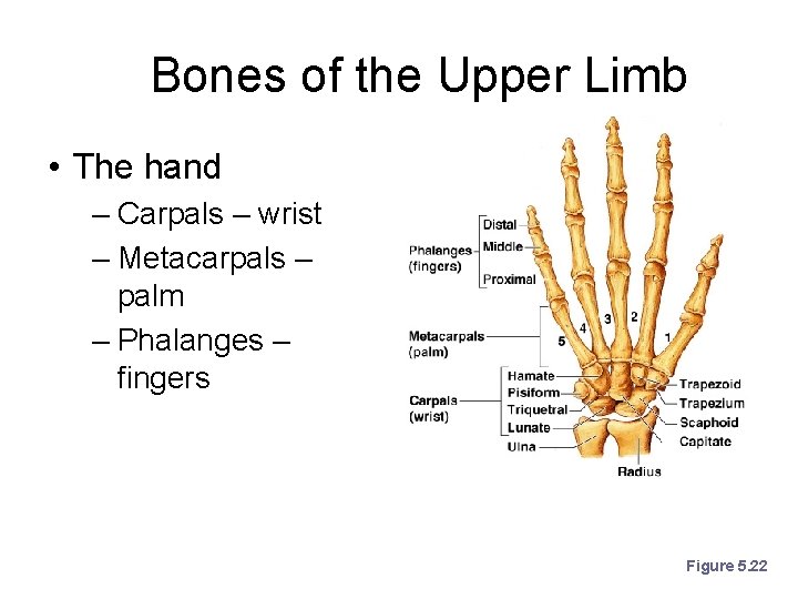 Bones of the Upper Limb • The hand – Carpals – wrist – Metacarpals