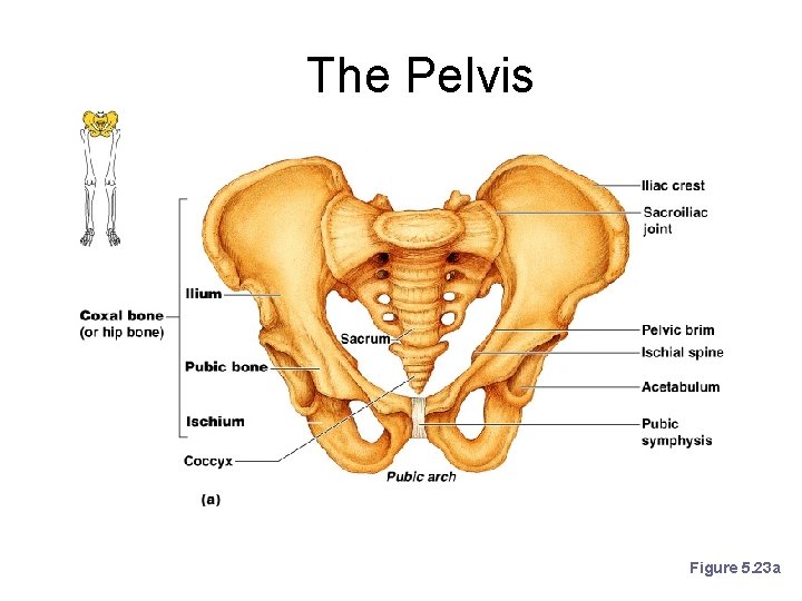 The Pelvis Figure 5. 23 a 