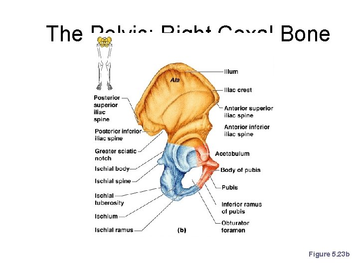 The Pelvis: Right Coxal Bone Figure 5. 23 b 