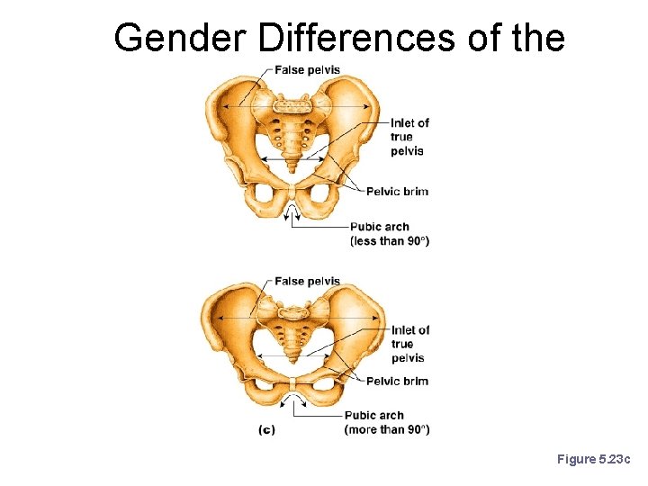 Gender Differences of the Pelvis Figure 5. 23 c 