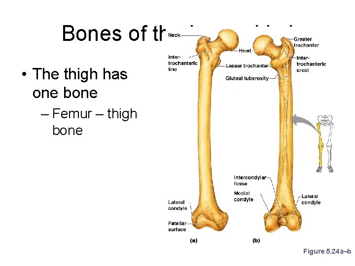 Bones of the Lower Limbs • The thigh has one bone – Femur –