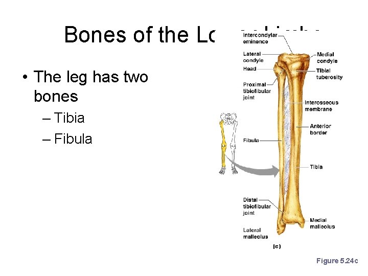 Bones of the Lower Limbs • The leg has two bones – Tibia –