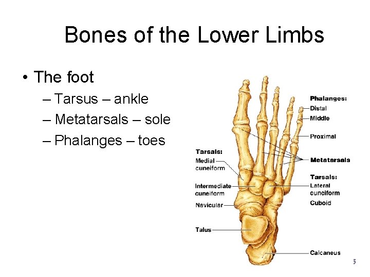 Bones of the Lower Limbs • The foot – Tarsus – ankle – Metatarsals