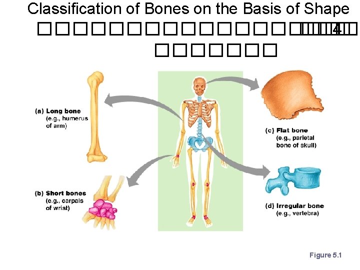 Classification of Bones on the Basis of Shape ���������� ��� 4 ������� Figure 5.