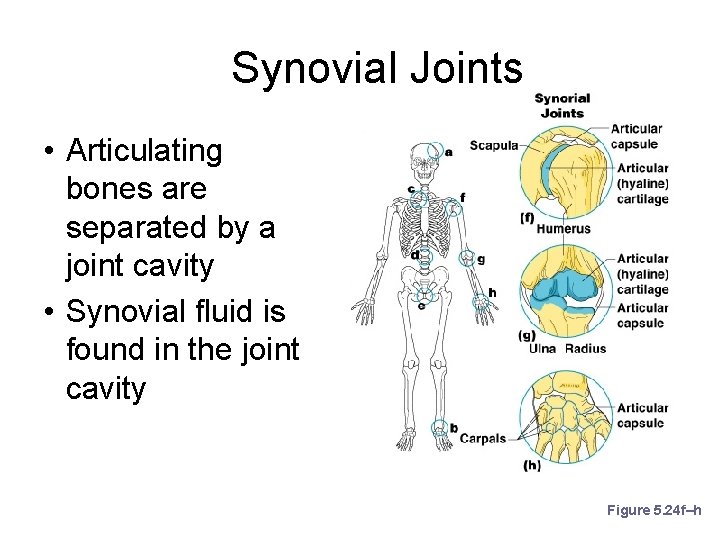 Synovial Joints • Articulating bones are separated by a joint cavity • Synovial fluid