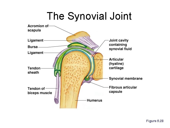 The Synovial Joint Figure 5. 28 