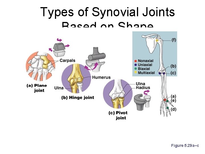 Types of Synovial Joints Based on Shape Figure 5. 29 a–c 