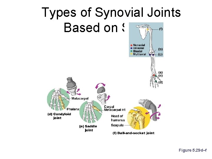 Types of Synovial Joints Based on Shape Figure 5. 29 d–f 