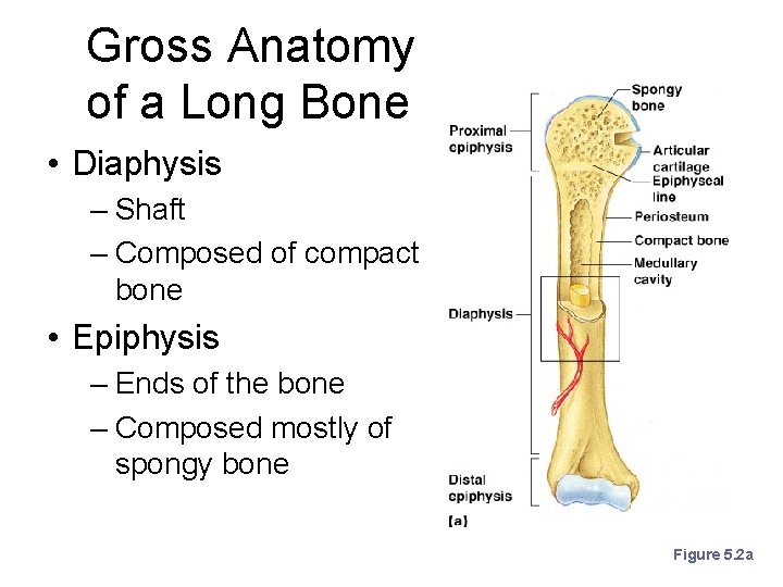 Gross Anatomy of a Long Bone • Diaphysis – Shaft – Composed of compact