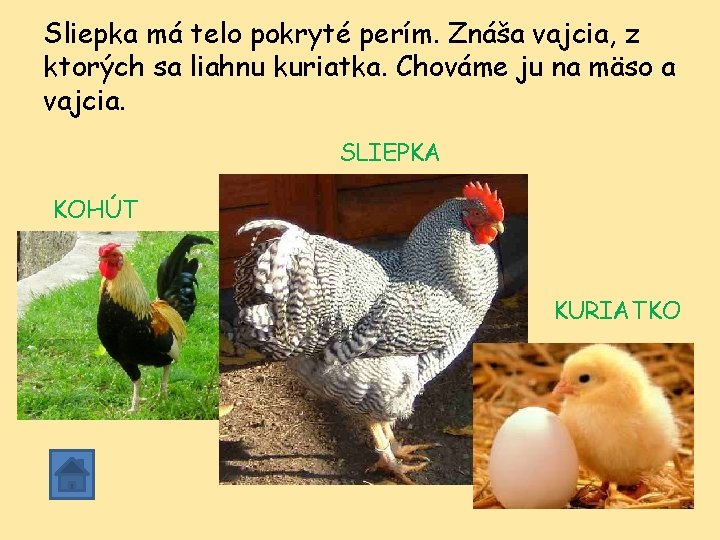 Sliepka má telo pokryté perím. Znáša vajcia, z ktorých sa liahnu kuriatka. Chováme ju Sliepka má telo pokryté perím. Znáša vajcia, z ktorých sa liahnu kuriatka. Chováme ju
