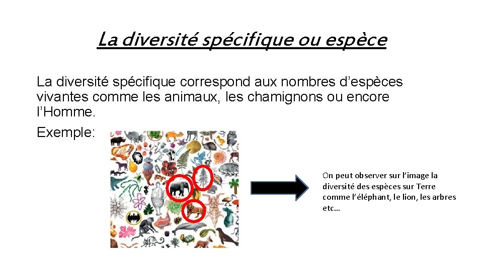 La diversité spécifique ou espèce La diversité spécifique correspond aux nombres d’espèces vivantes comme